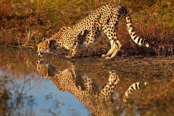 Namibia Adult cheetah drinking and reflecting in water
